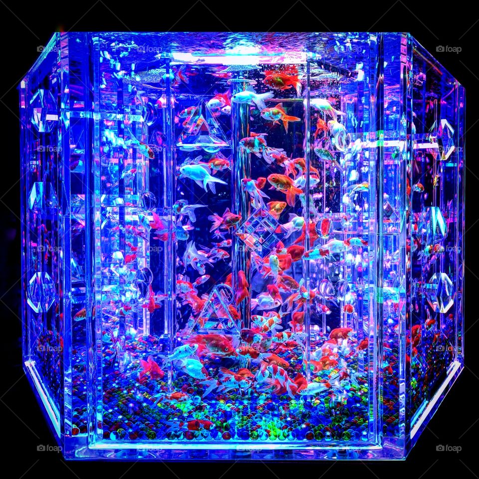 Light art goldfish aquarium