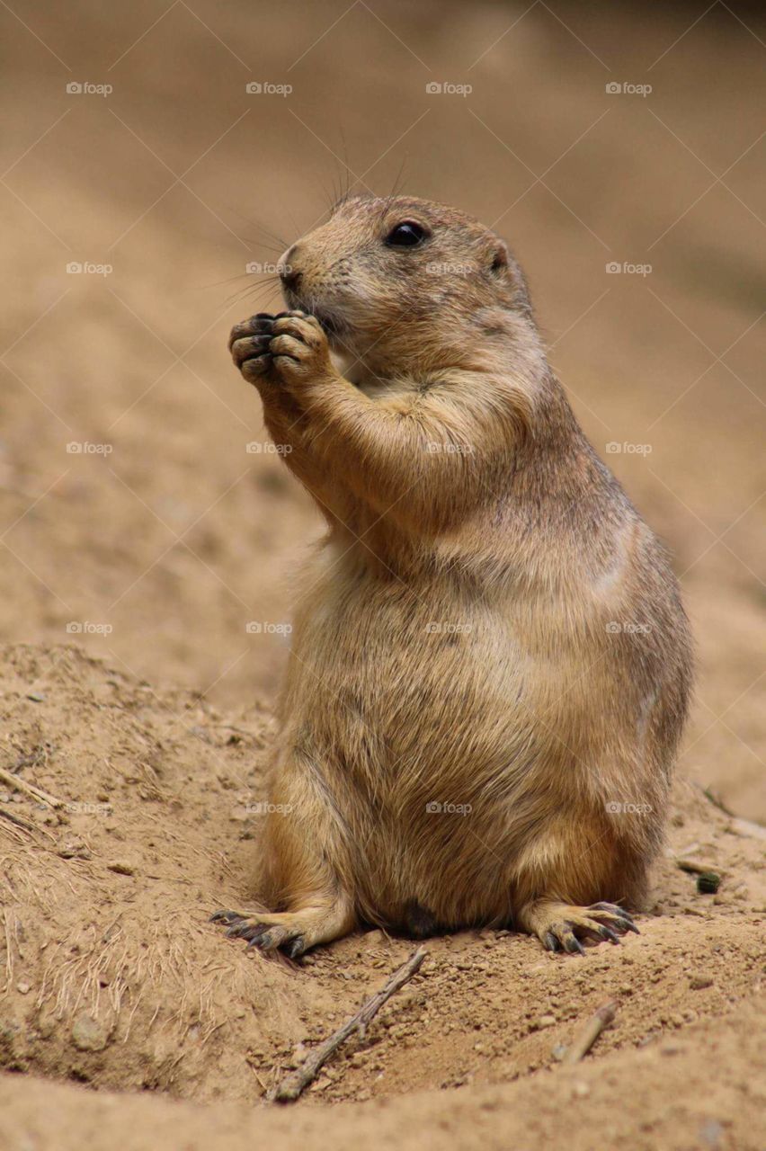 Mammal, Wildlife, No Person, Cute, Rodent