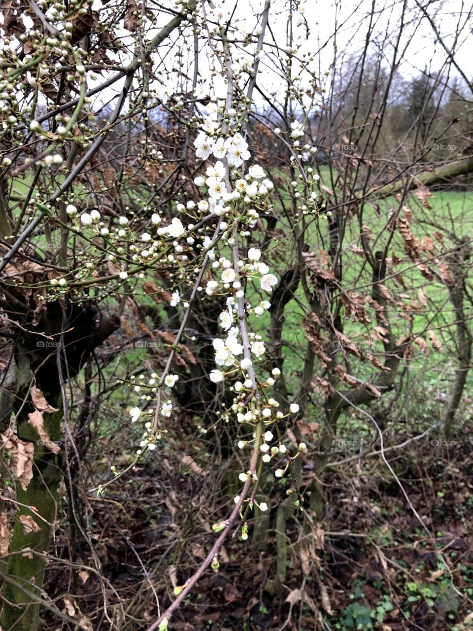 First sign of spring