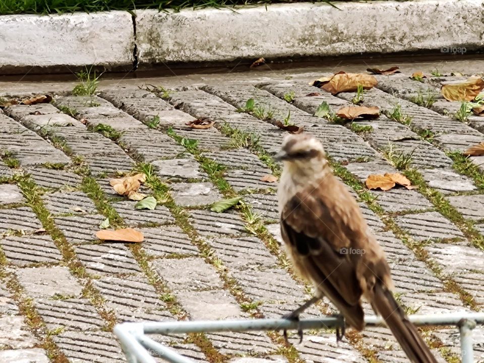 beautiful bird lands for a photo.