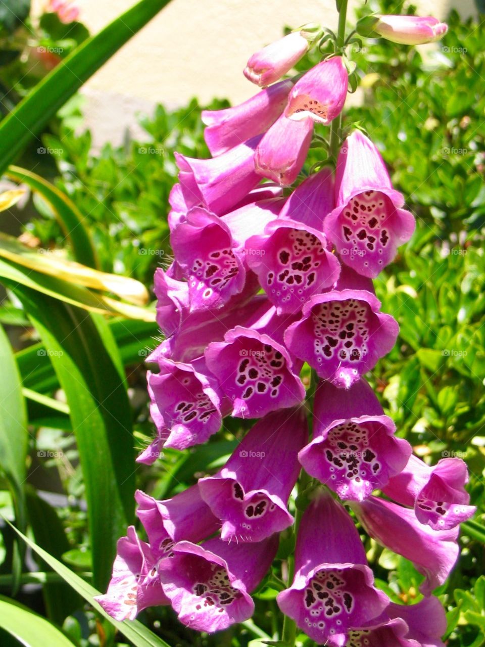Foxglove 