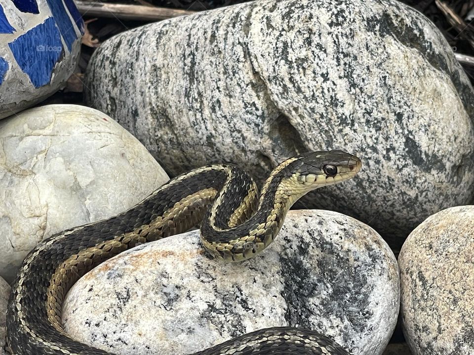 Garter snake