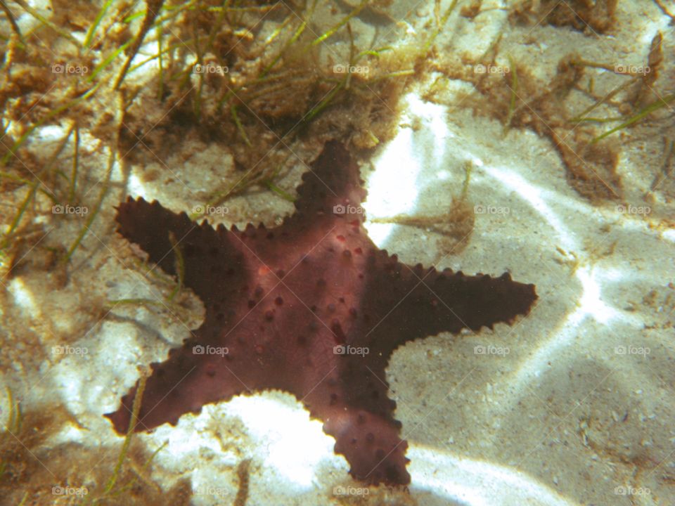 Starfish Vava'u