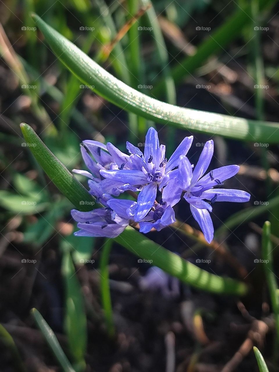 Blueberry flowers, first spring flowers blooming, Scilla bifolia, botanical picture