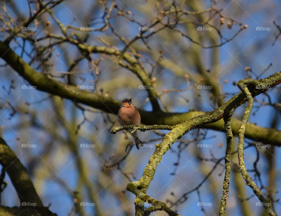 singing Bird