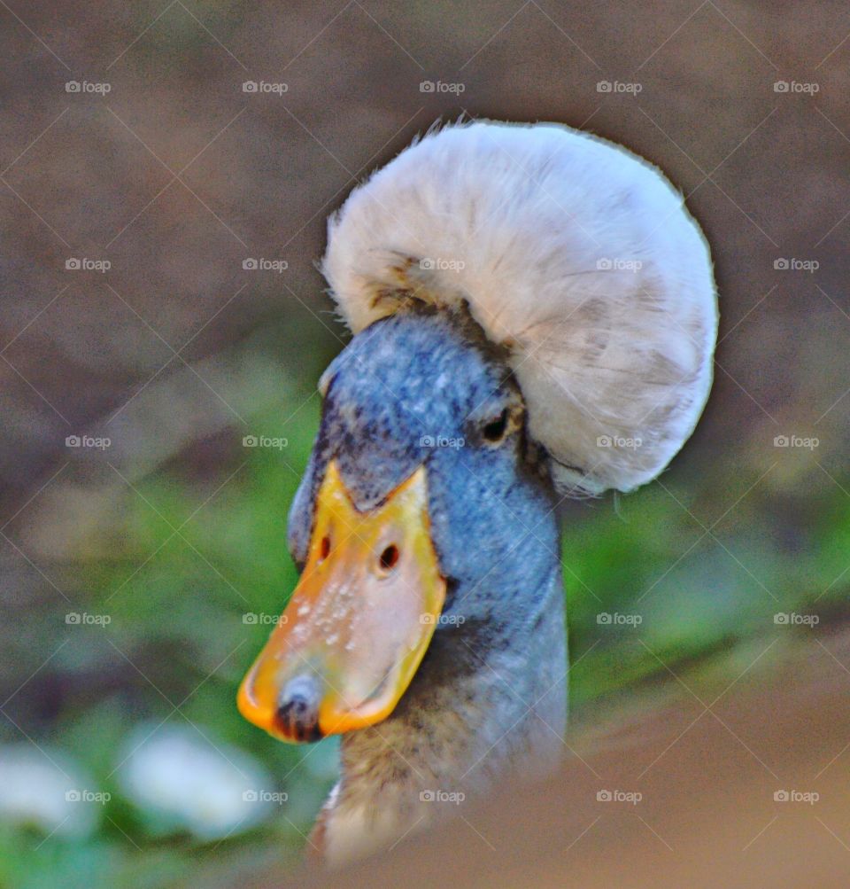 close up of a duck head