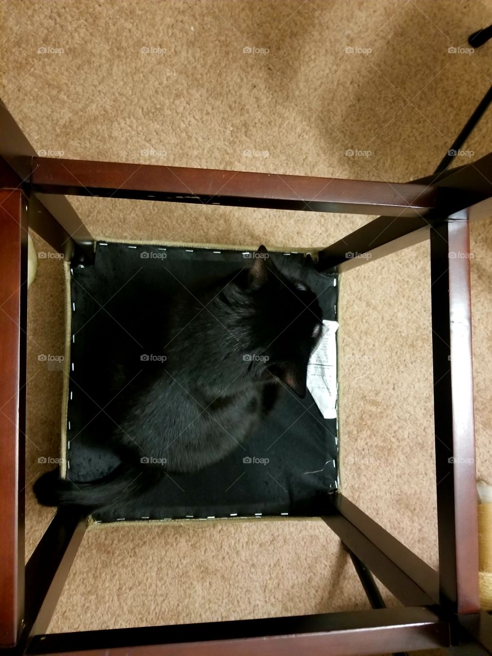 Framed black cat 2