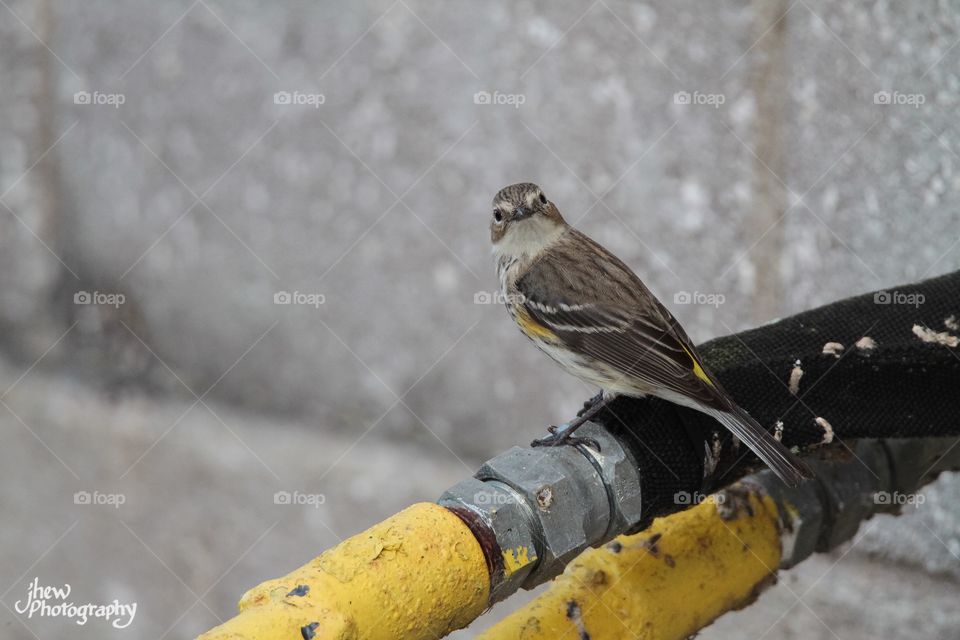 Yellow-rumped warbler