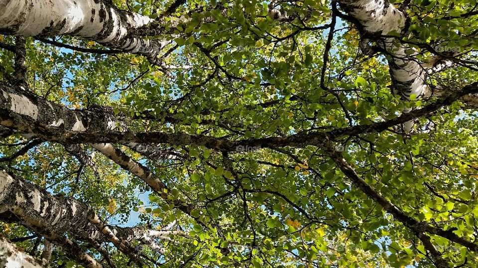 Looking up!. Looks up and sees that autumn begins to show itself!