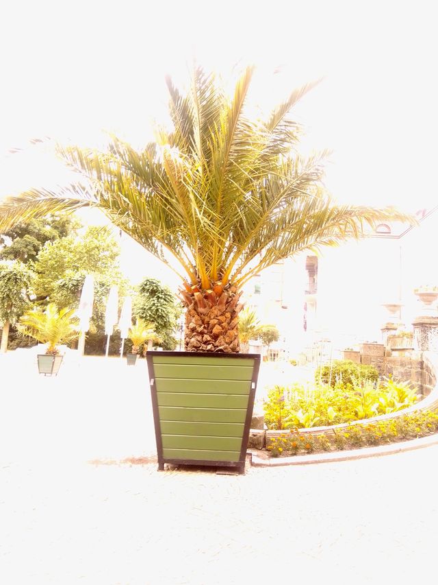 palma