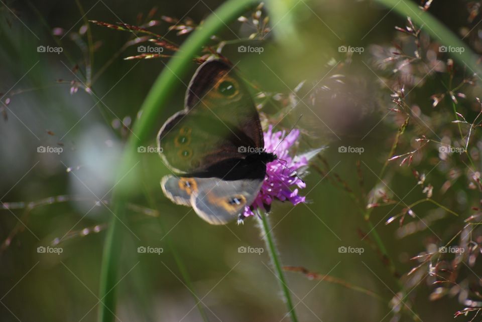 Butterfly on a thistle