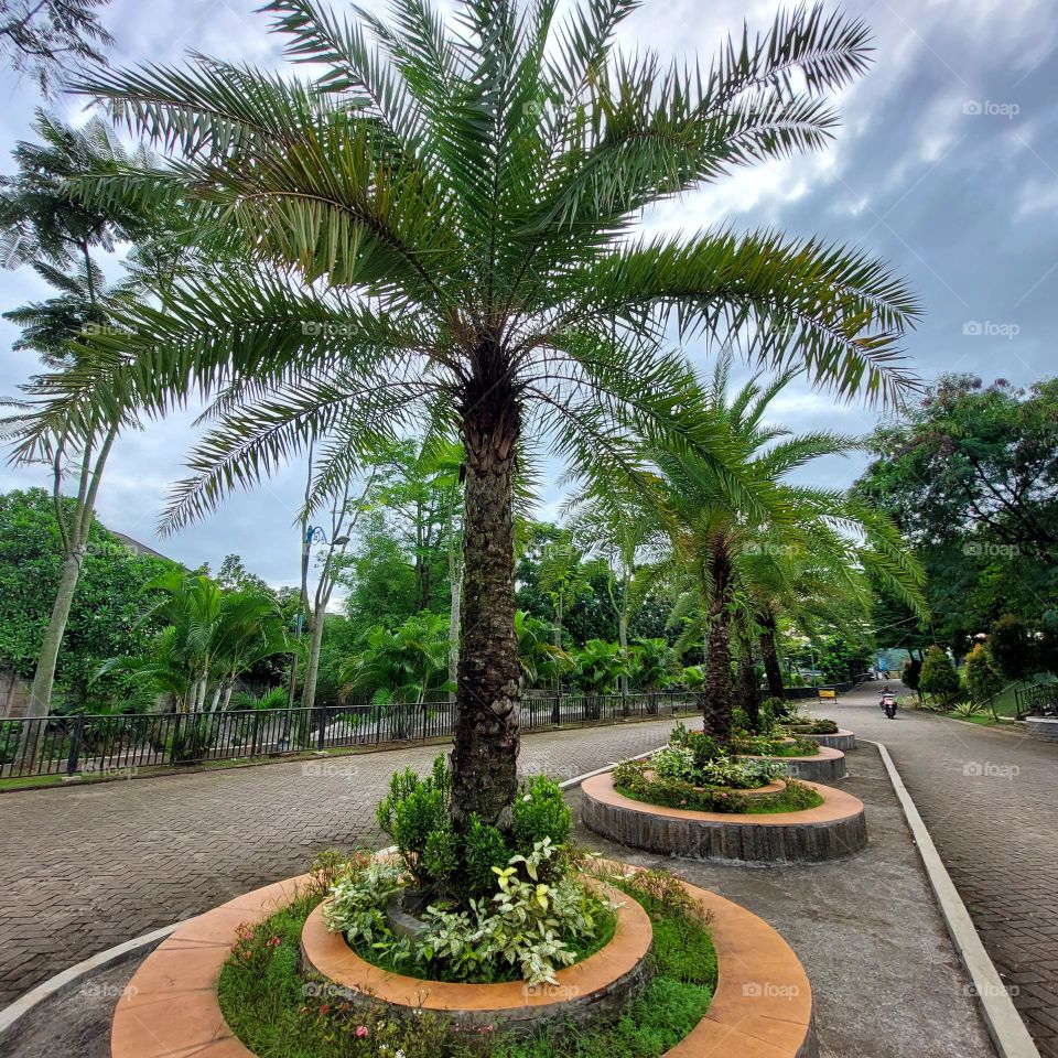 Phoenix canariensis, a walnut palm tree that is used as an ornamental plant that gives the impression of luxury and makes the environment cool.