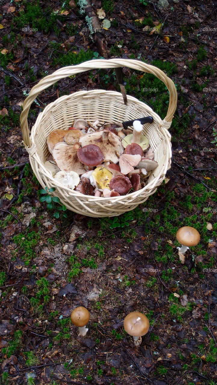 ground nature food forest by lenusik
