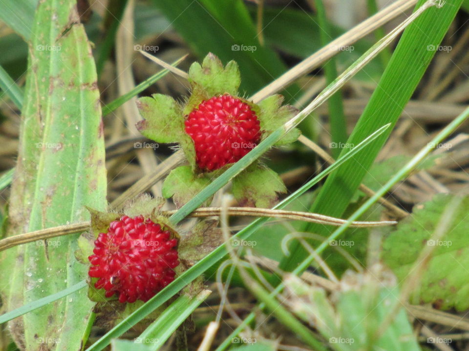 Close-up of wild strawberry