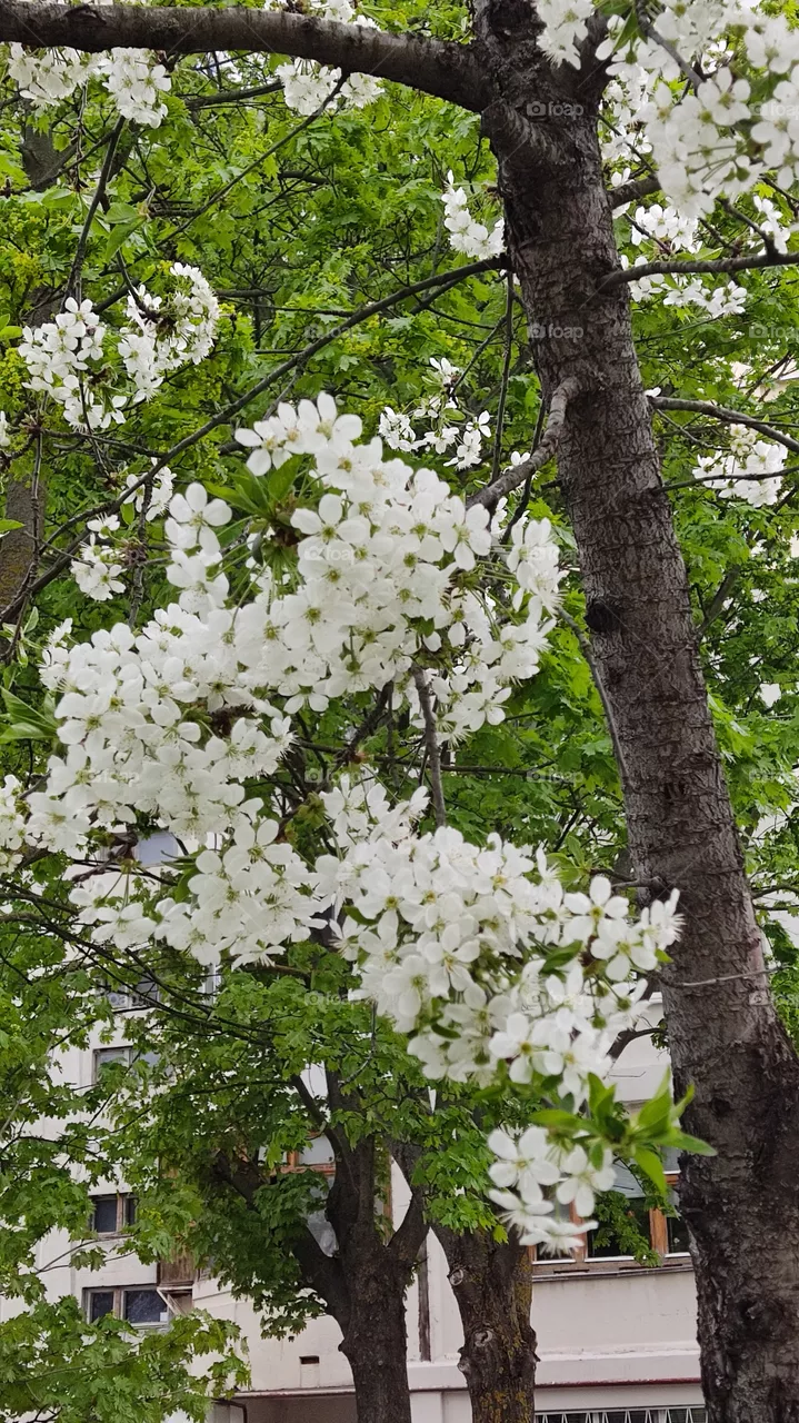 beautiful white
