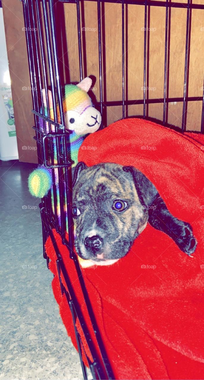 This is our new Staffordshire Bull Terrier called Stella. Stella is now just over 9 weeks old and we have now had Stella 1 week today (18/12/21). She’s the cutest little pupster going! Of course I’m biased! 🥰