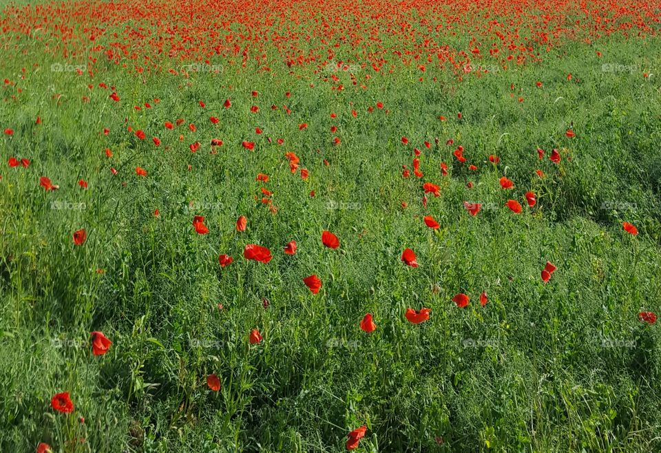 Poppy Field