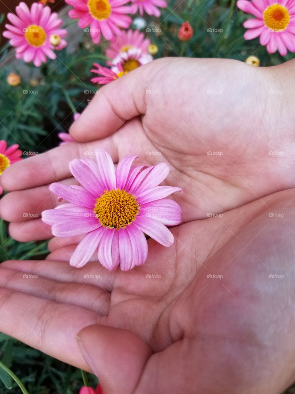 perfect pink flower