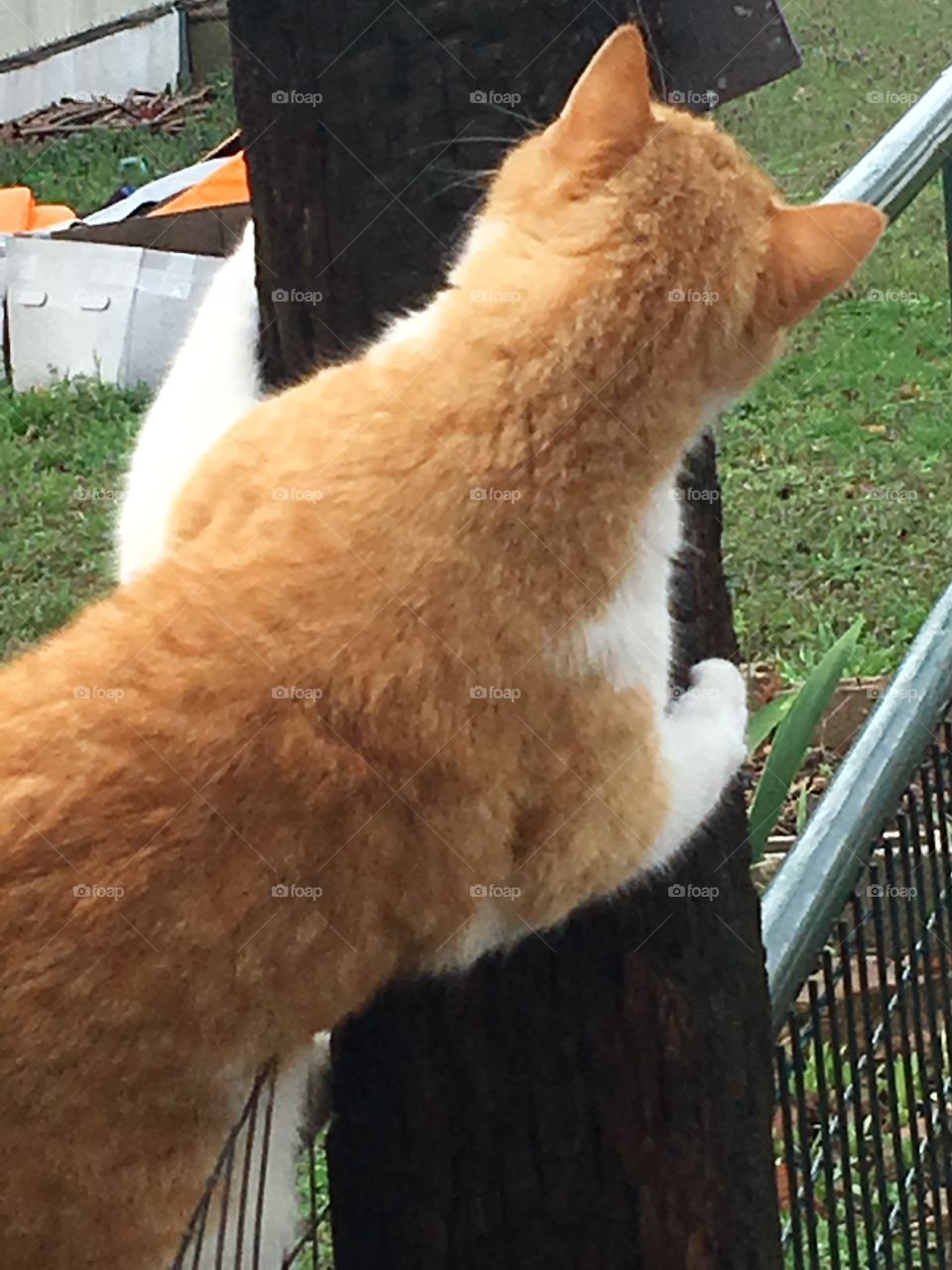 Tom climbing the post to get over the fence to get into the back yard. Silly cat!
