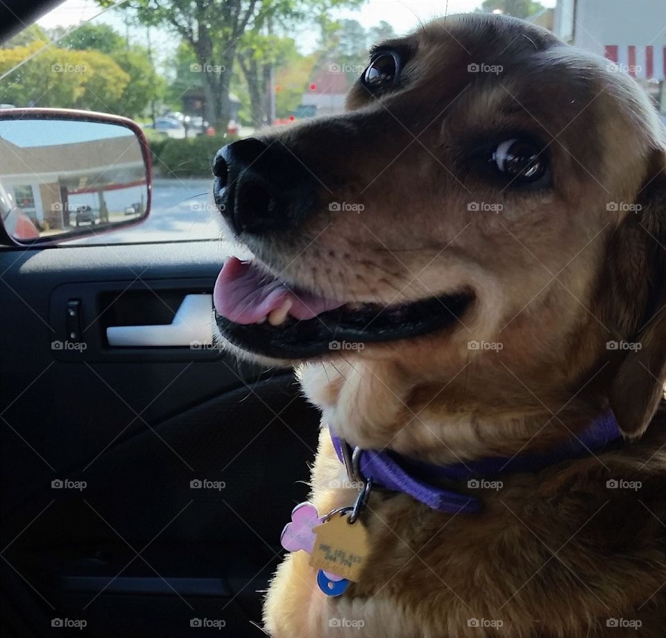 Oh boy, I get to go for a ride.. My dog Katie loves to ride in a car.