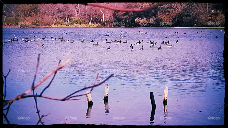 Geese on Big Lake