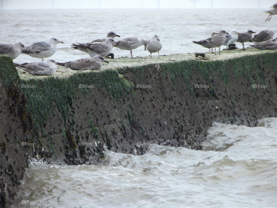 Seagulls Beside The Sea