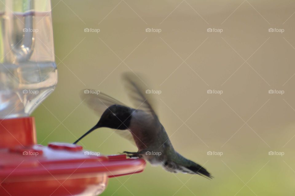 Hummingbird feedings