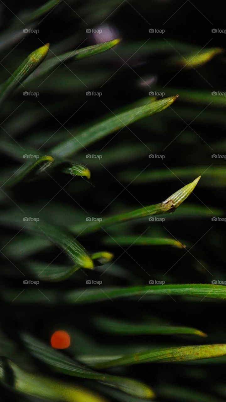 Macro photo of Christmas tree
