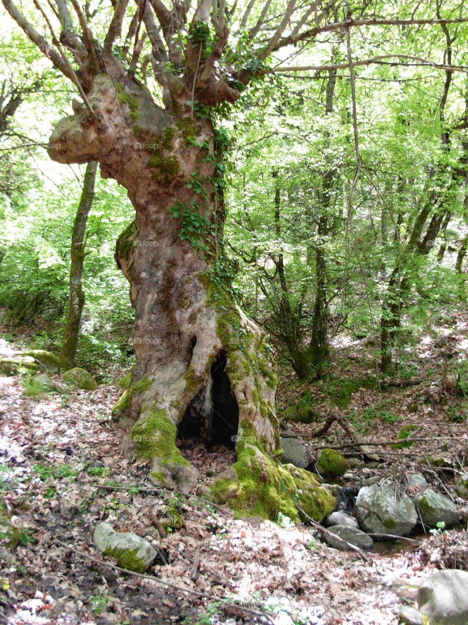 Old tree. Greece, old tree