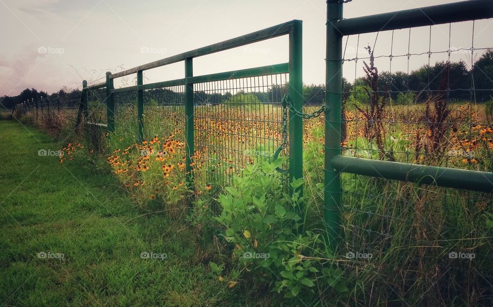 Wildflowers on a Gate