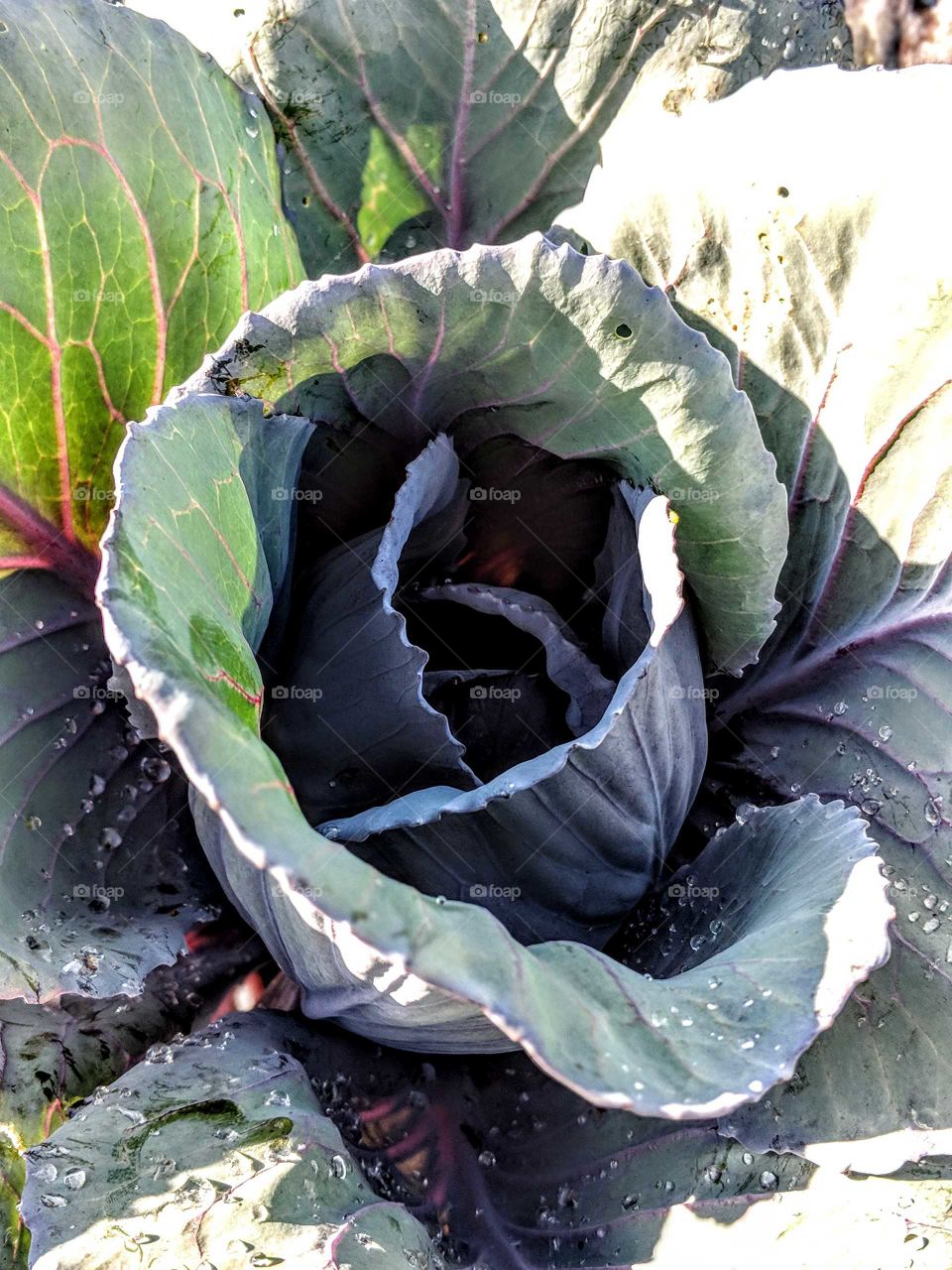 close up of a cabbage head