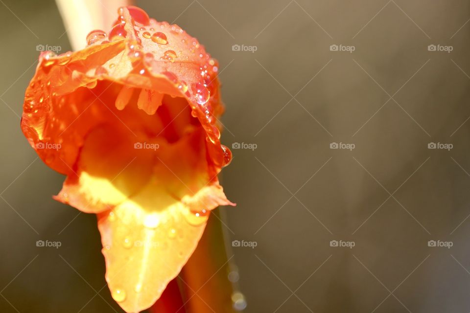 Closeup vivid orange colour tropical flower blossom saturated with dew