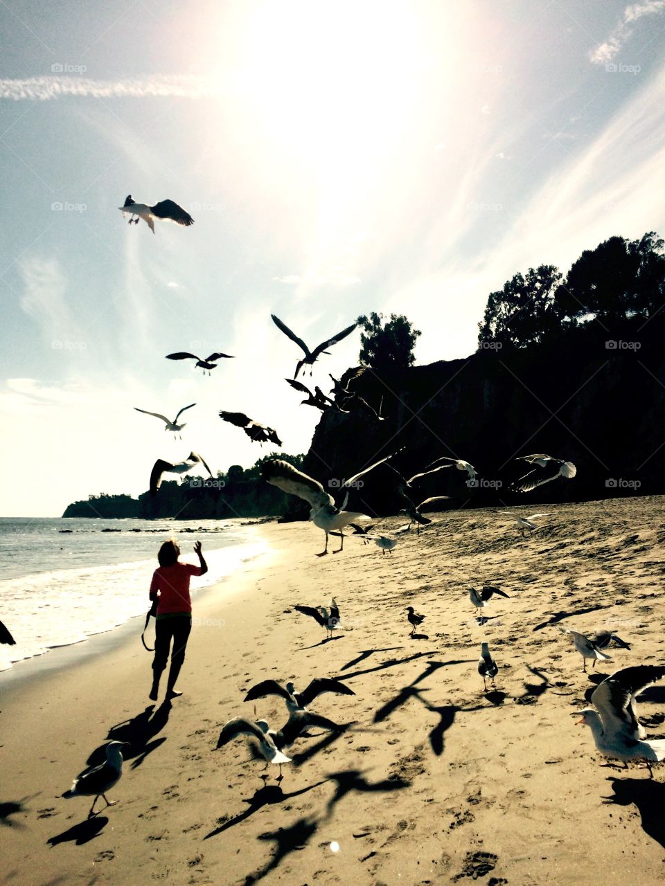 Beach. Seagulls 