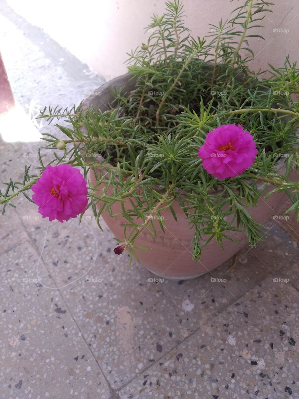 pink flower fresh seasonal looking very beautiful generally found everywhere