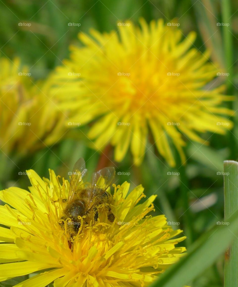 Biene Pollen Honig gelb Blume Löwenzahn Sommef