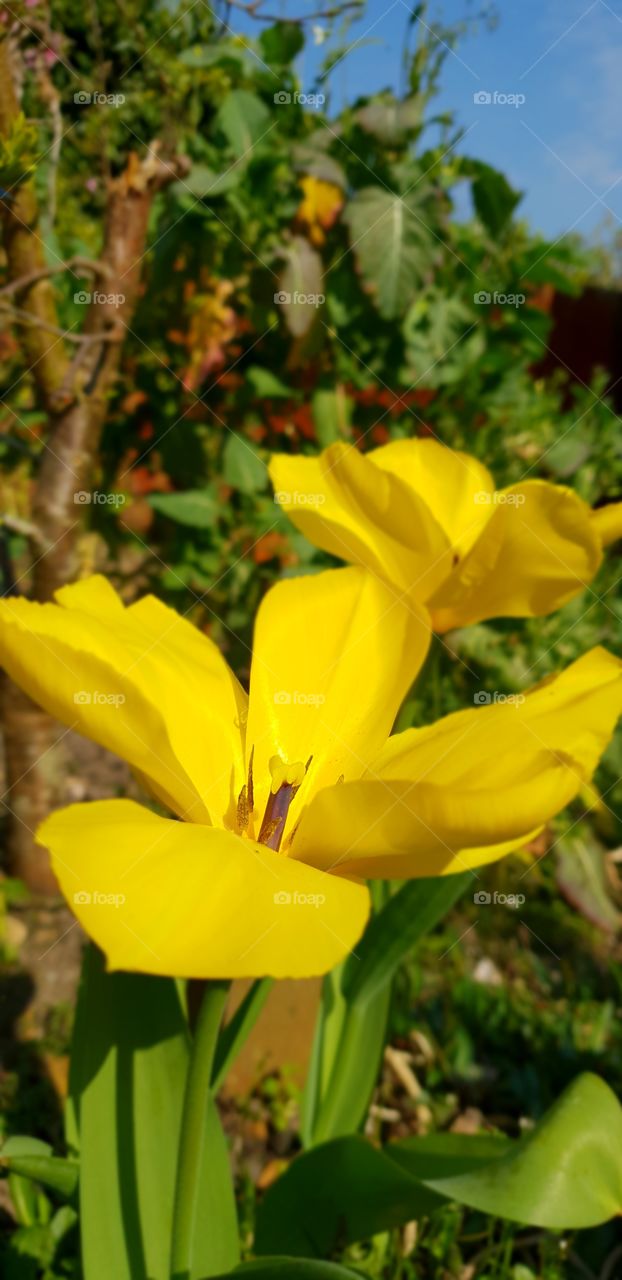 Beautiful tulips