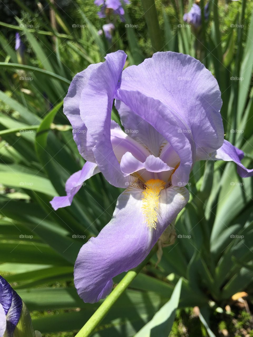 Iris