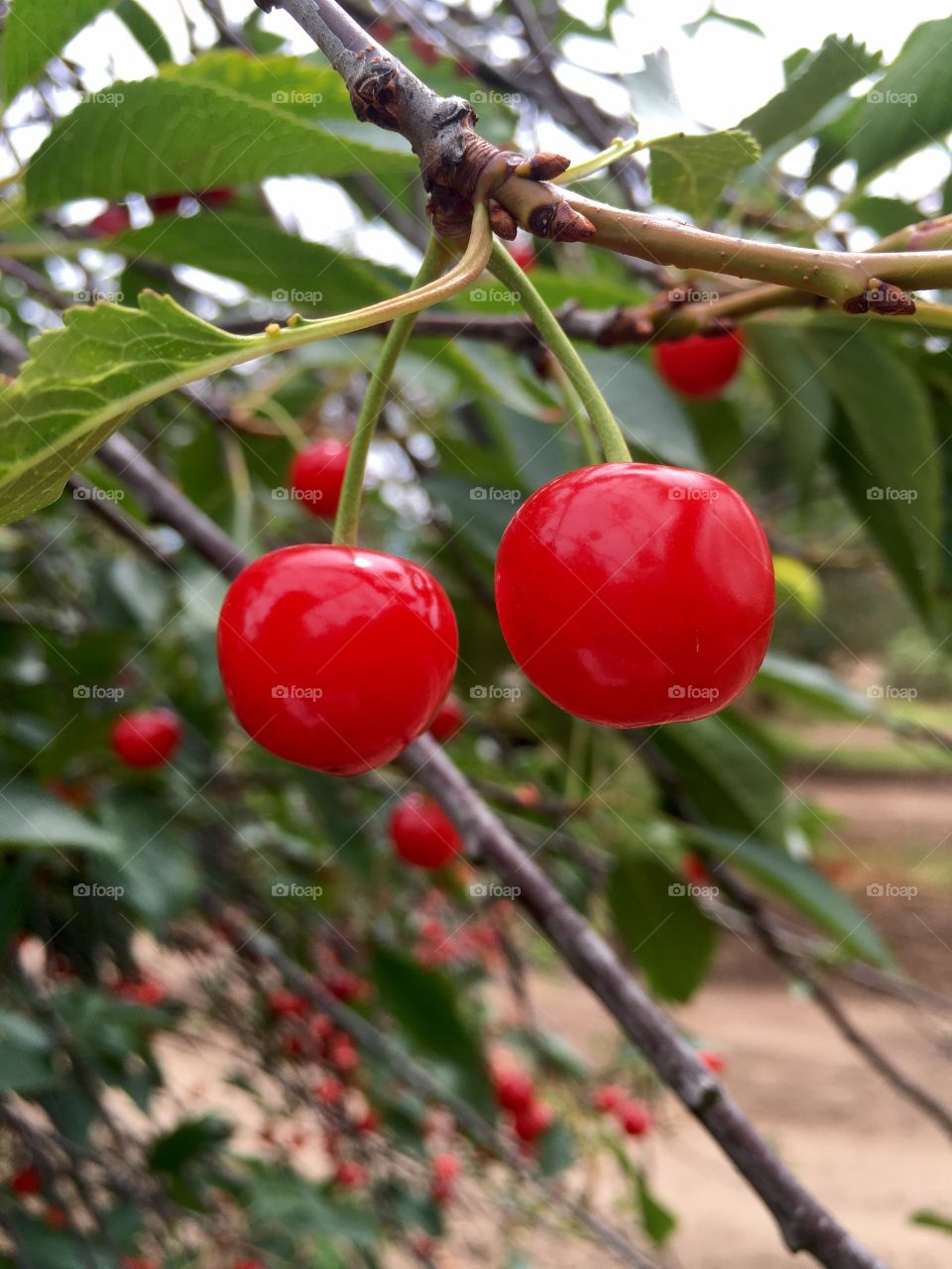 Cherry Pair