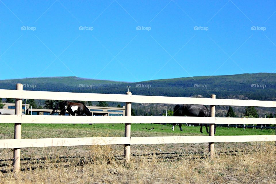 horses