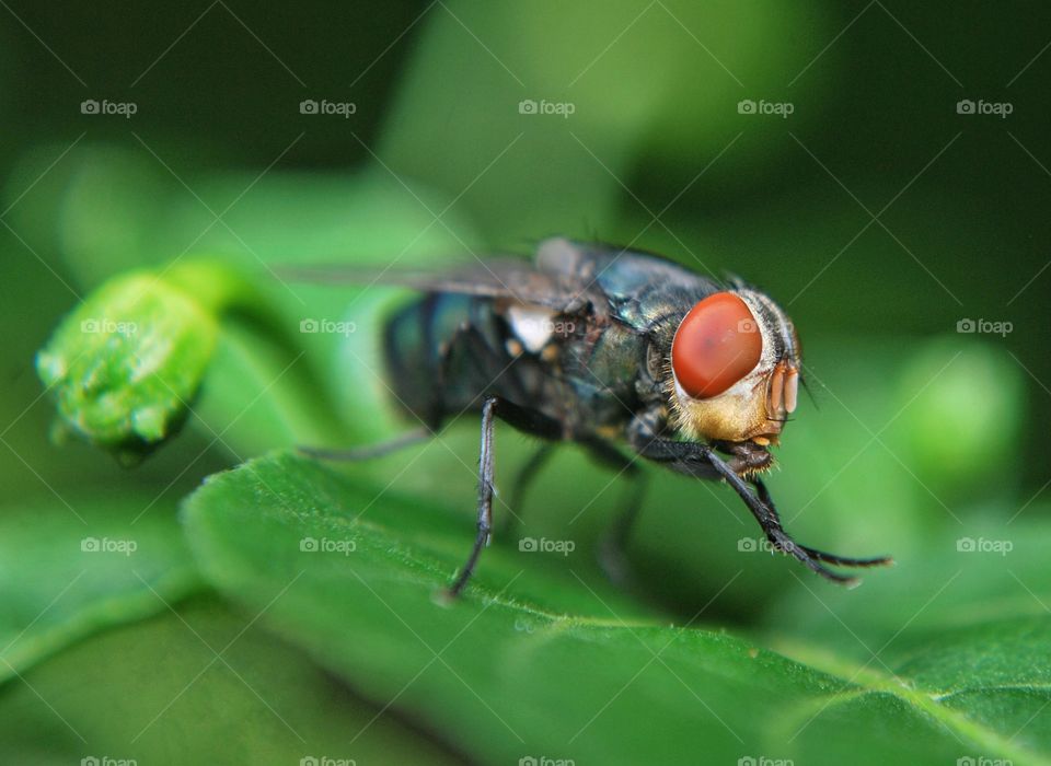 fly green insect