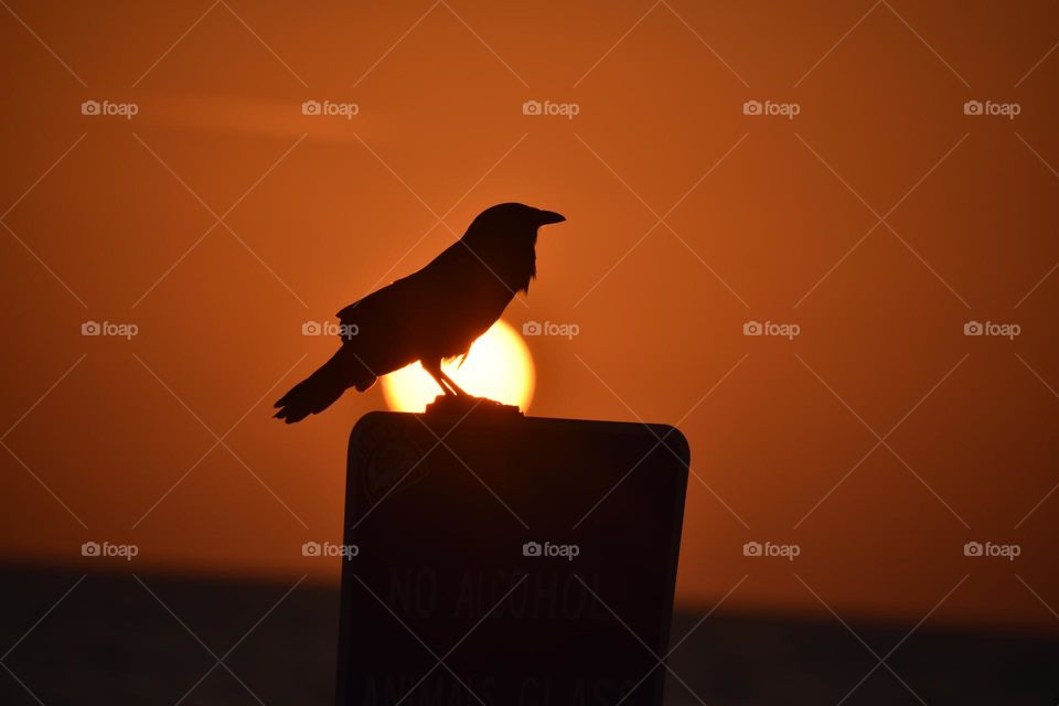 Silhouette image of a bird resting on a sign post at sunset on the beach