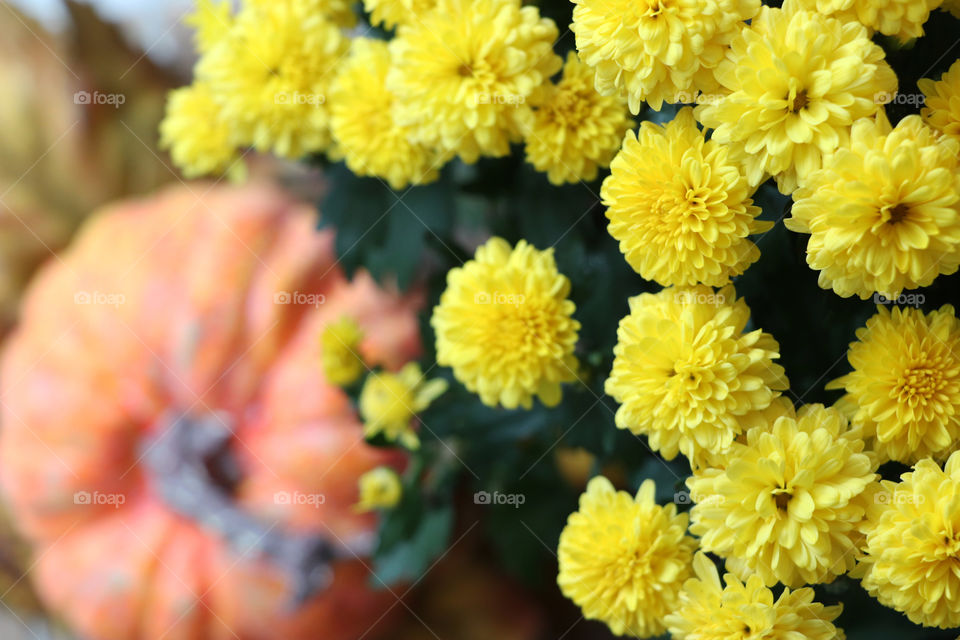 flowers and pumpkin