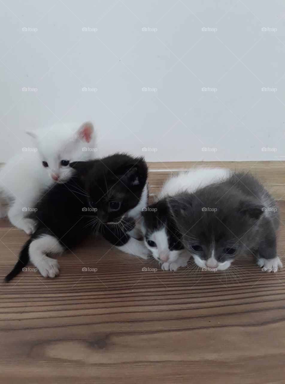 Baby cats 