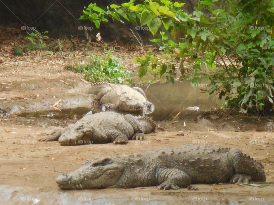 crocodile's resting