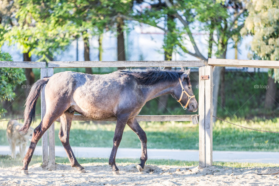 Animal, Horse, Farm, Nature, Grass