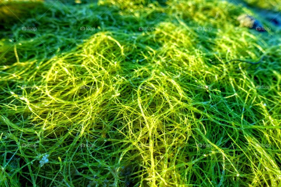 Seaweed grass