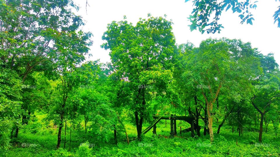 Indian - nature with green background