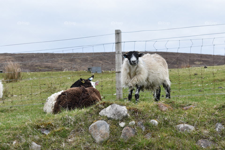 sheep with sheep scab disease