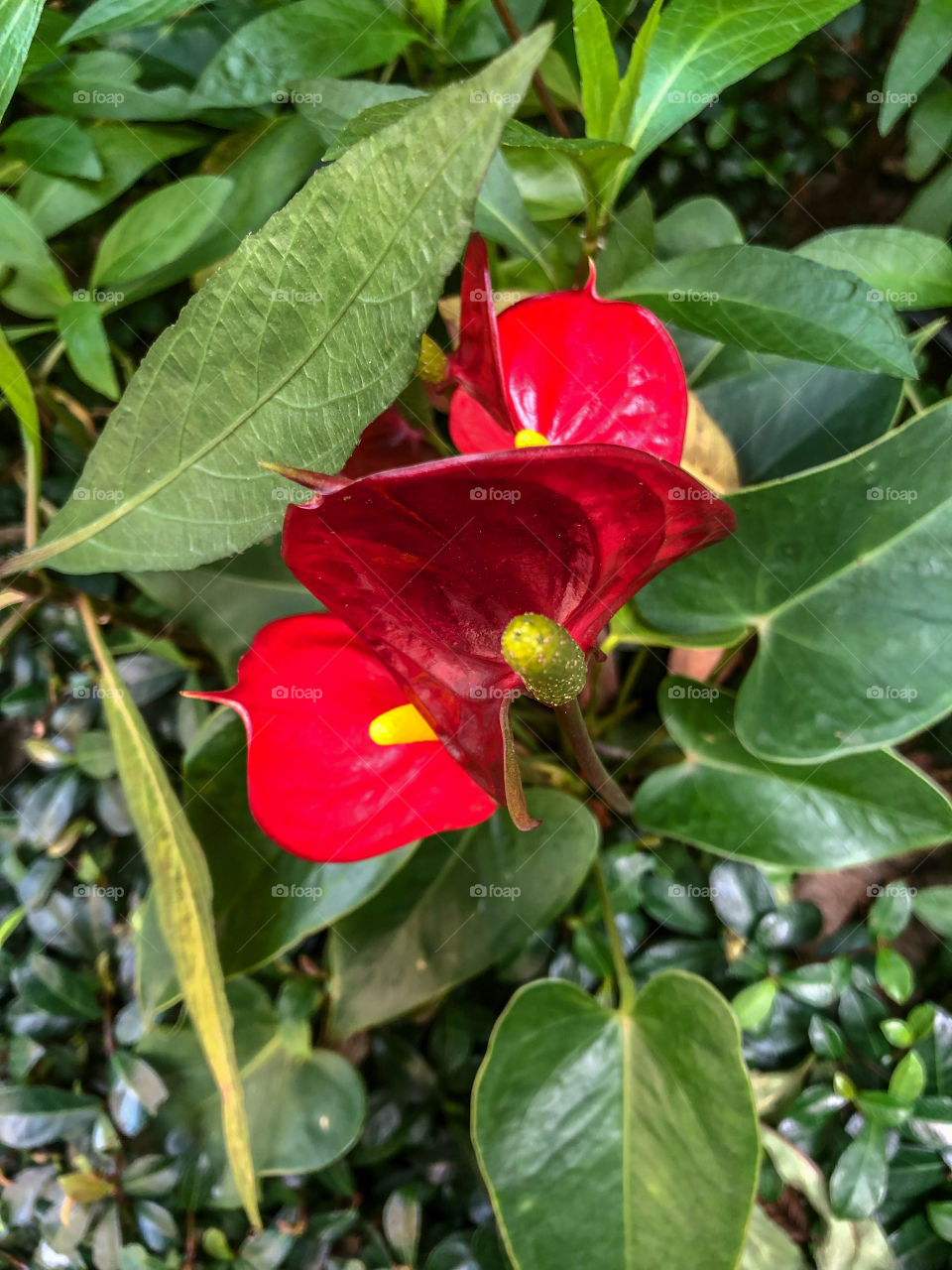 Anthurium plant 