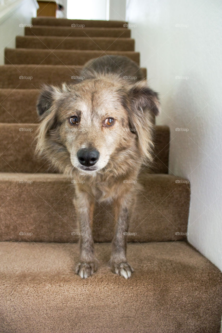 Dog on stairs